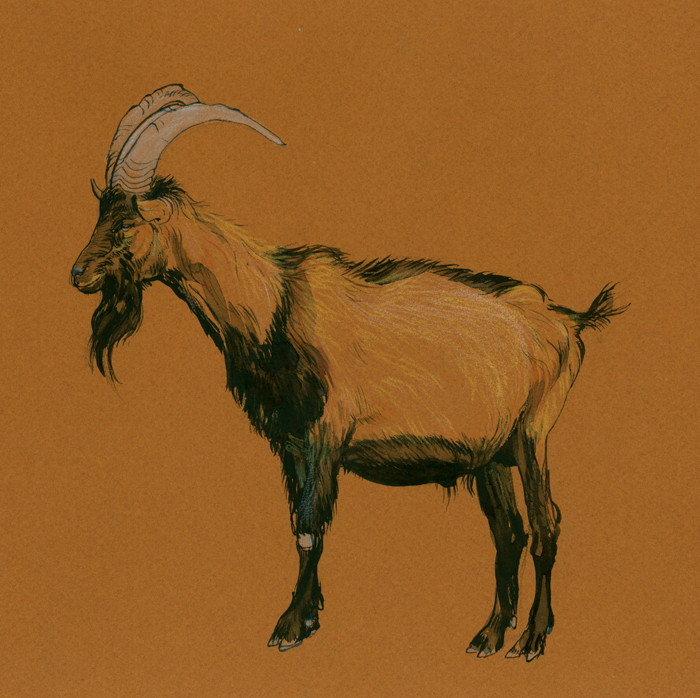 goat (2008, aquarelle, 29 x 21 cm)