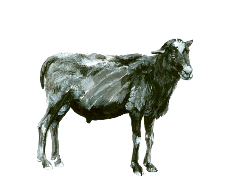 sheep (2008, aquarelle, 29 x 21 cm)